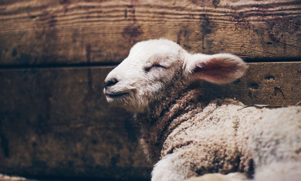 Daniel Sandvik 624387 Unsplash