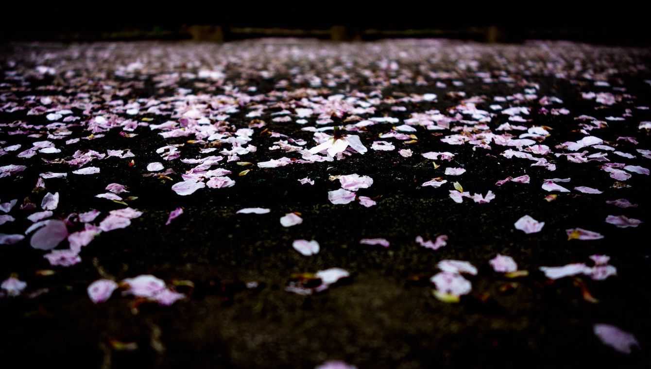 Masaaki Komori Xh5j9v9v1qa Unsplash