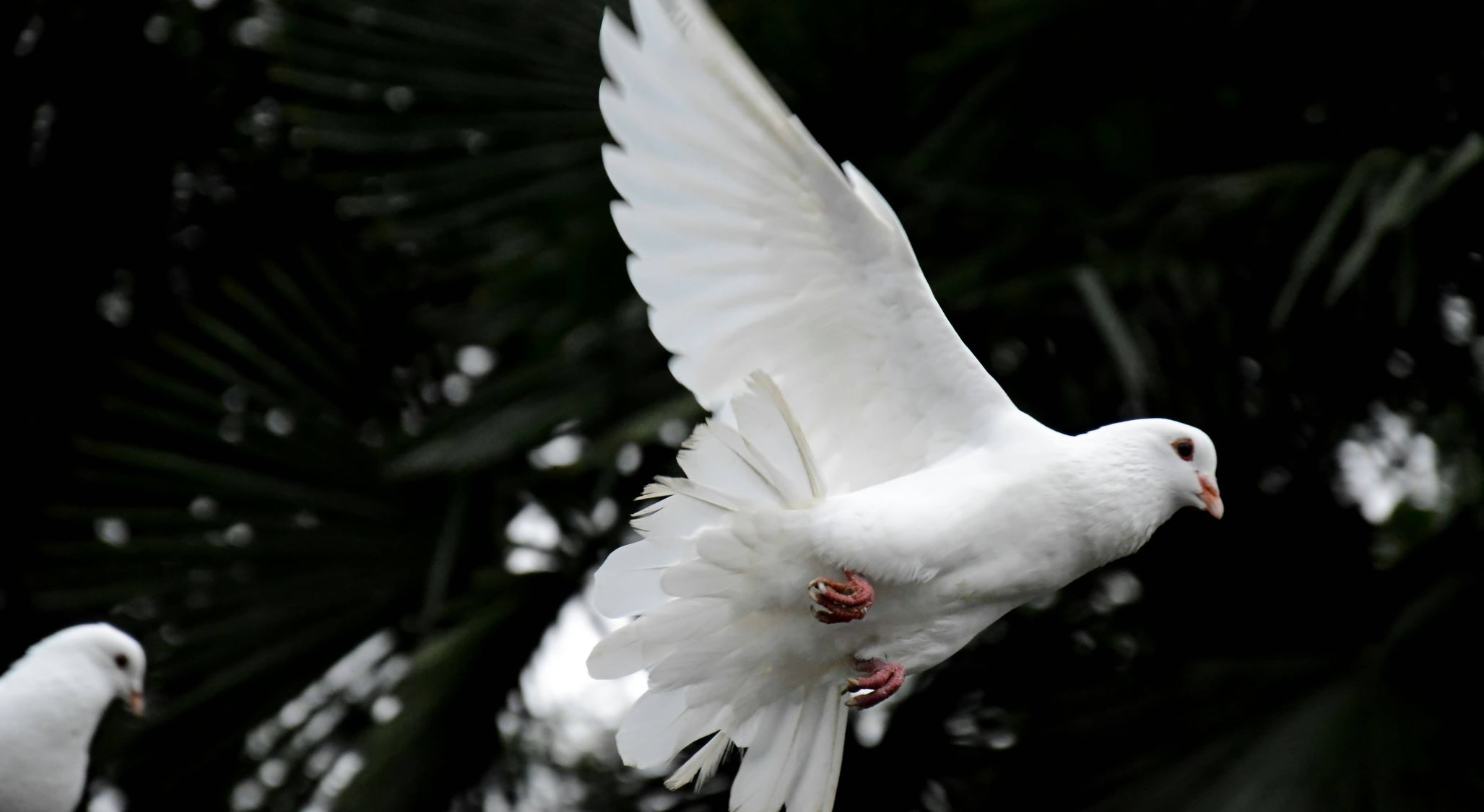 The Holy Spirit In Genesis And Beyond – The Dove