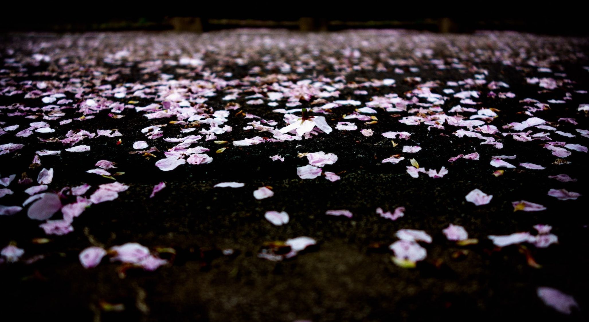 Rose Petals On Grass