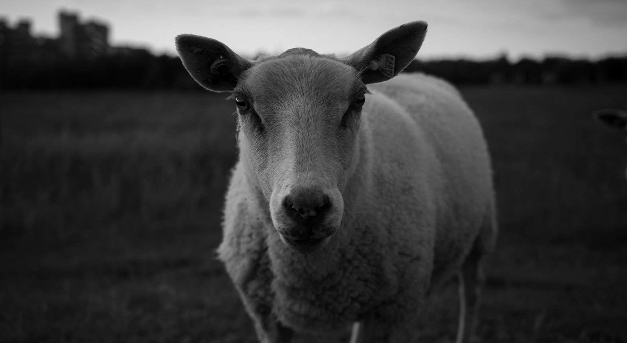 The Lord is my Shepherd