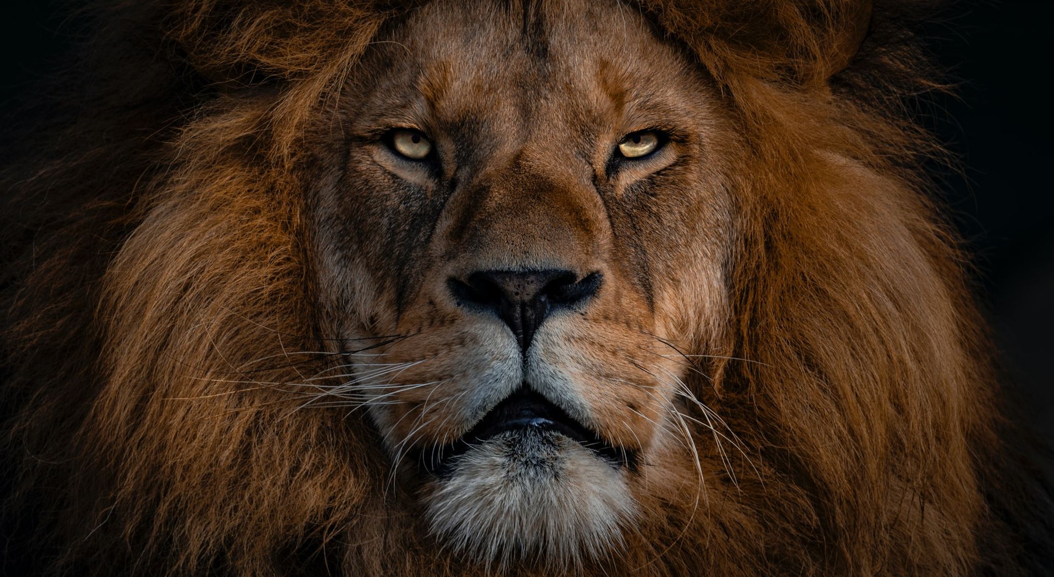 Daniel : Kings and Beasts