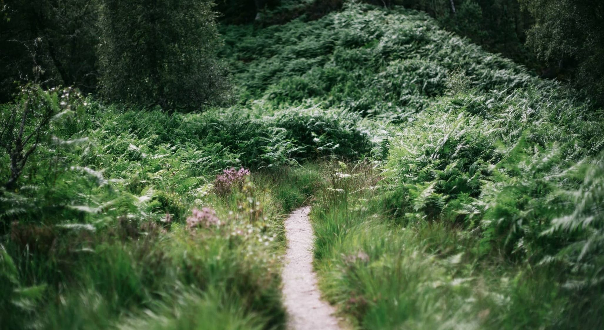 The path of tiny choices