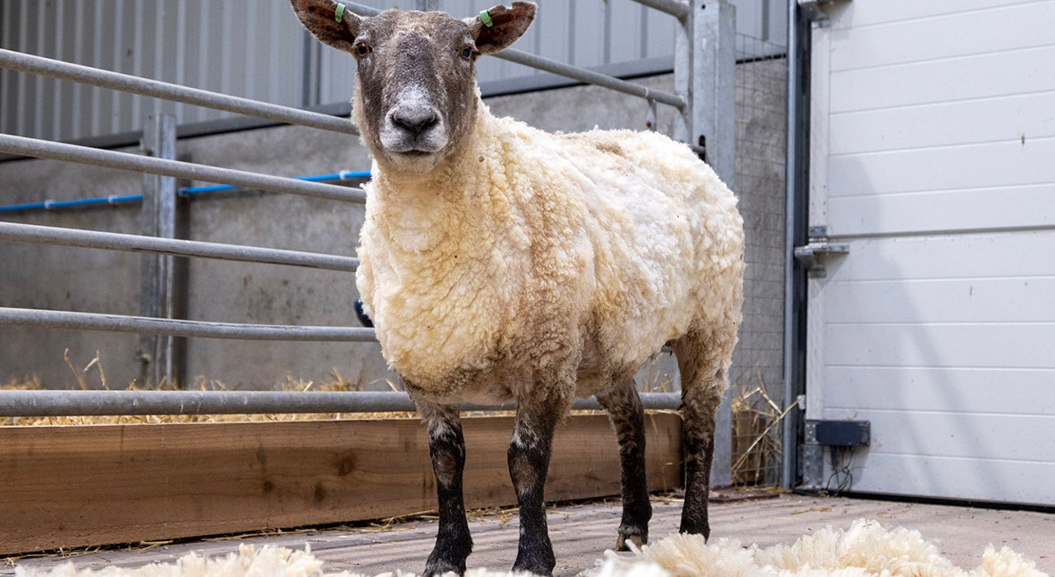 Britain’s Loneliest Sheep