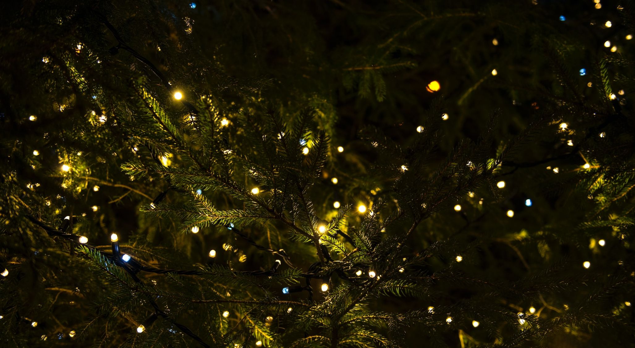 Hark! The Herald Angels Sing (1)