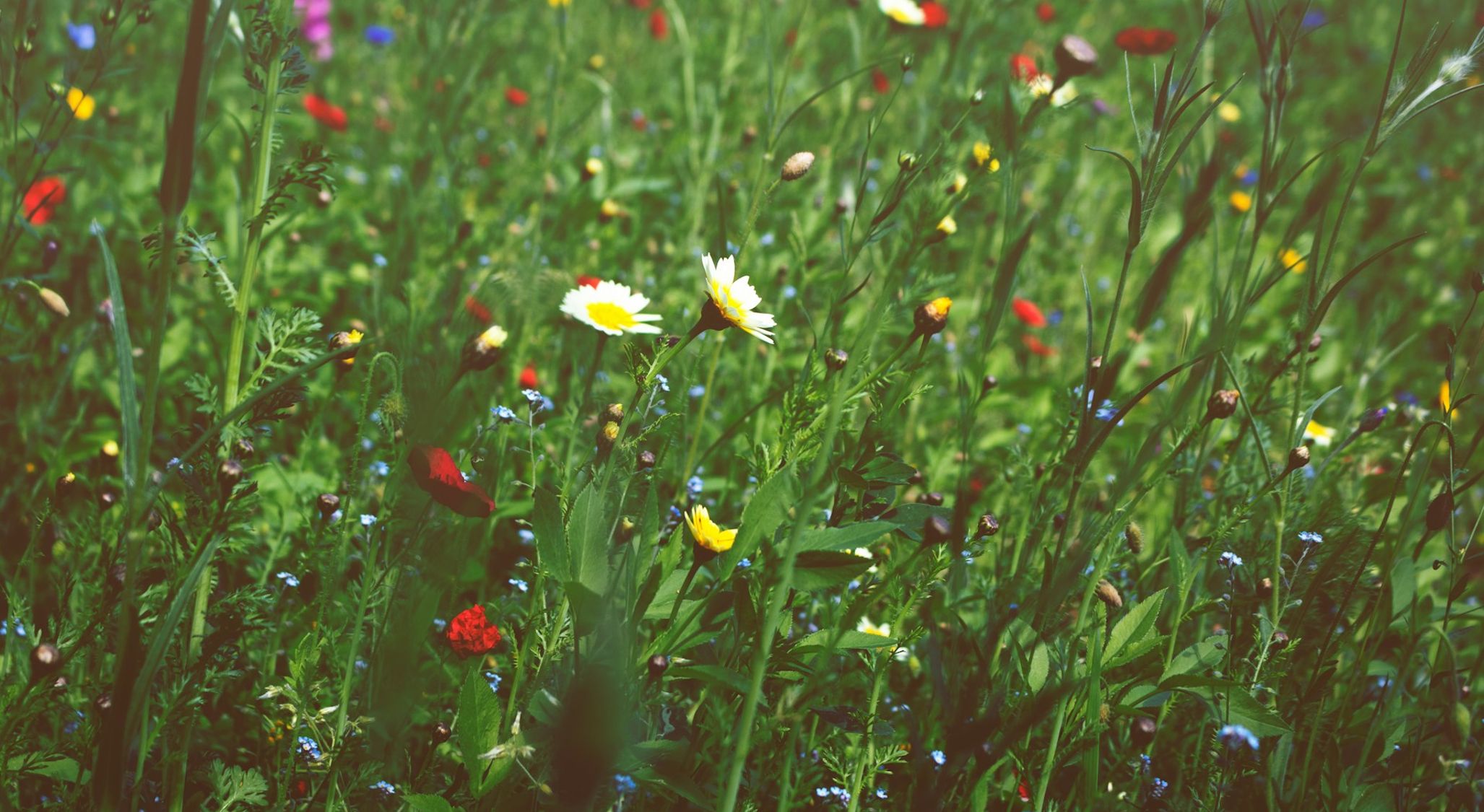 Clothing The Grass