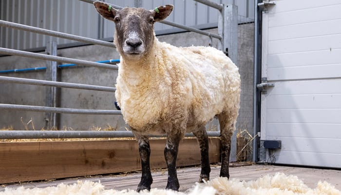 Britain’s Loneliest Sheep