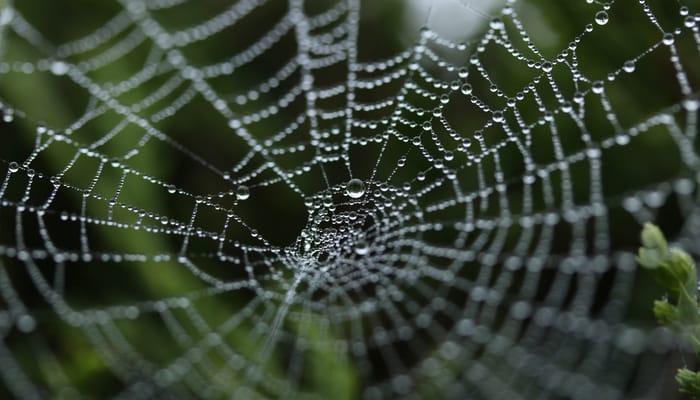 The Deceitfulness of Riches