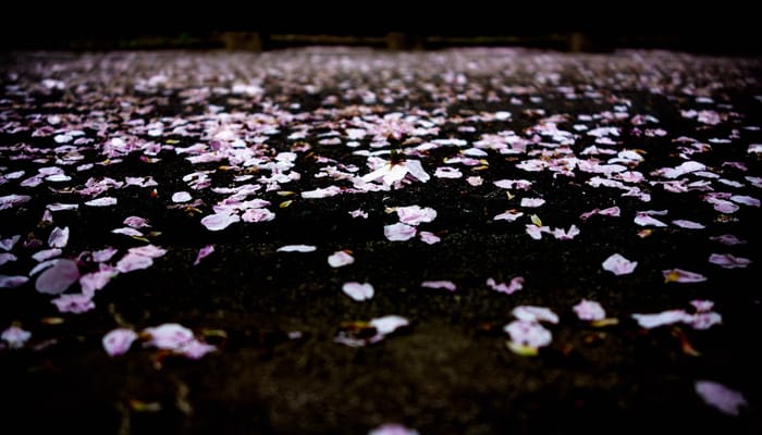 Rose Petals On Grass