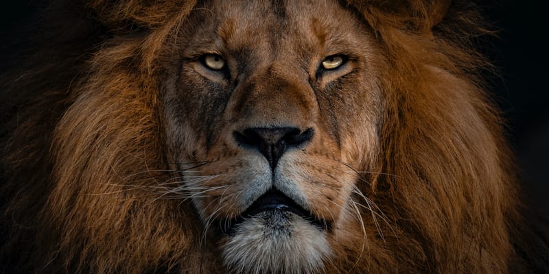 Daniel : Kings and Beasts