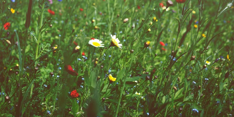 Clothing The Grass