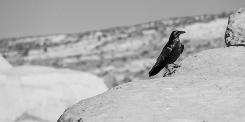 Ready For A King (4)? - God's Response To Rejection