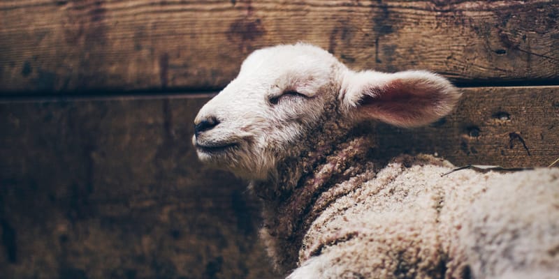 Understanding Sacrifice