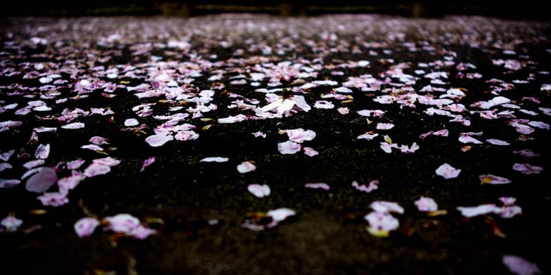 Rose Petals On Grass