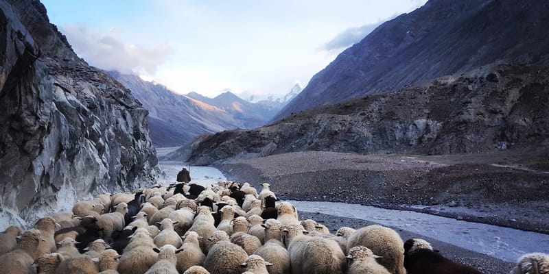 I am the Good Shepherd