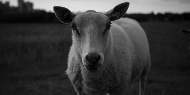 The Lord is my Shepherd