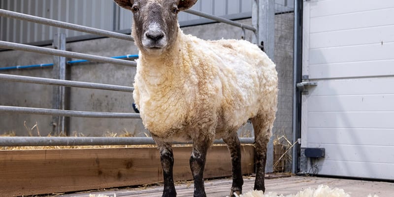Britain’s Loneliest Sheep