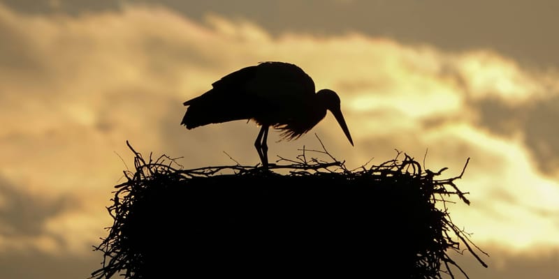 The Holy Spirit In Genesis And Beyond