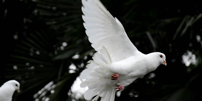 The Holy Spirit In Genesis And Beyond – The Dove