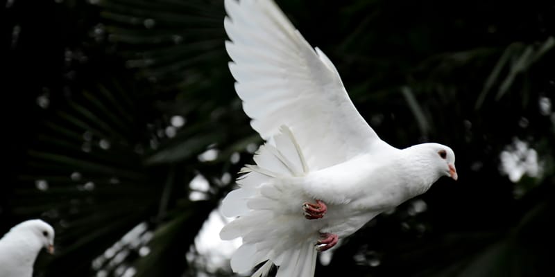 Salvation Truths (2) – Quickened by the Holy Spirit