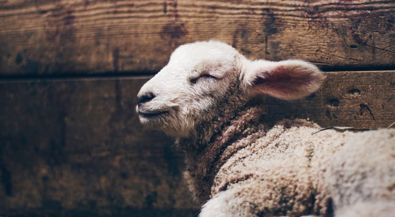 Understanding Sacrifice