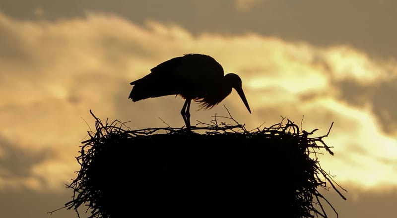 The Holy Spirit In Genesis And Beyond