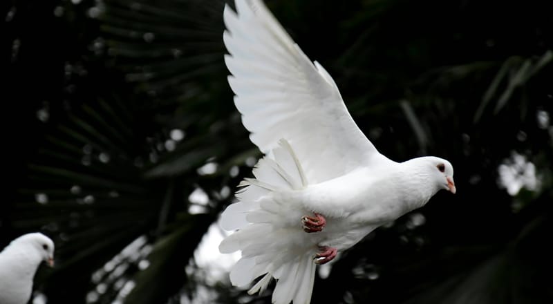 The Holy Spirit In Genesis And Beyond – The Dove