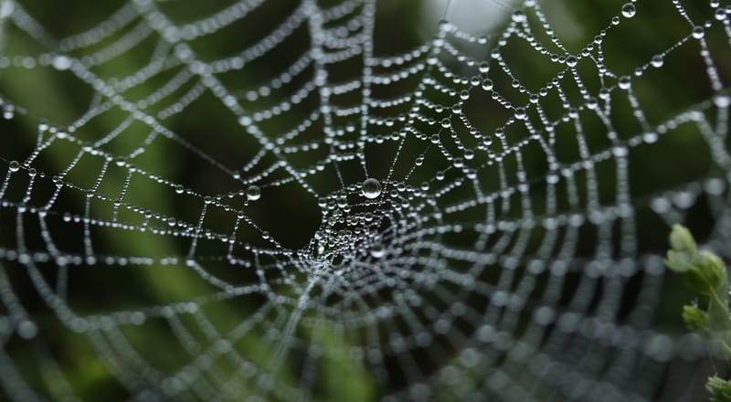 The Deceitfulness of Riches