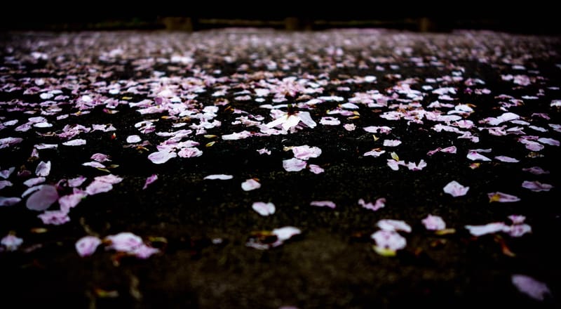 Rose Petals On Grass