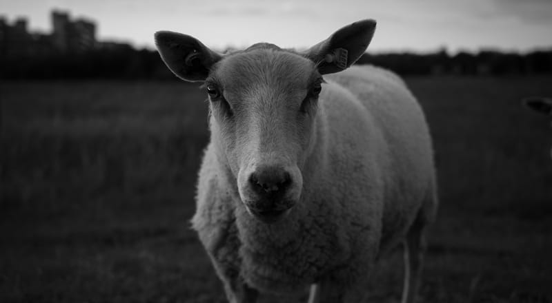 The Lord is my Shepherd