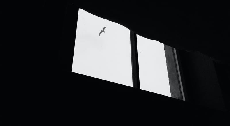What Kind of Freedom?