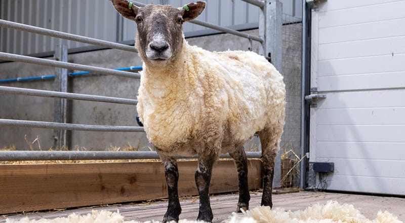 Britain’s Loneliest Sheep