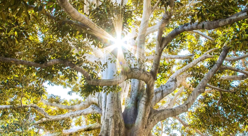 The Holy Spirit: The Healing of the Holy Spirit