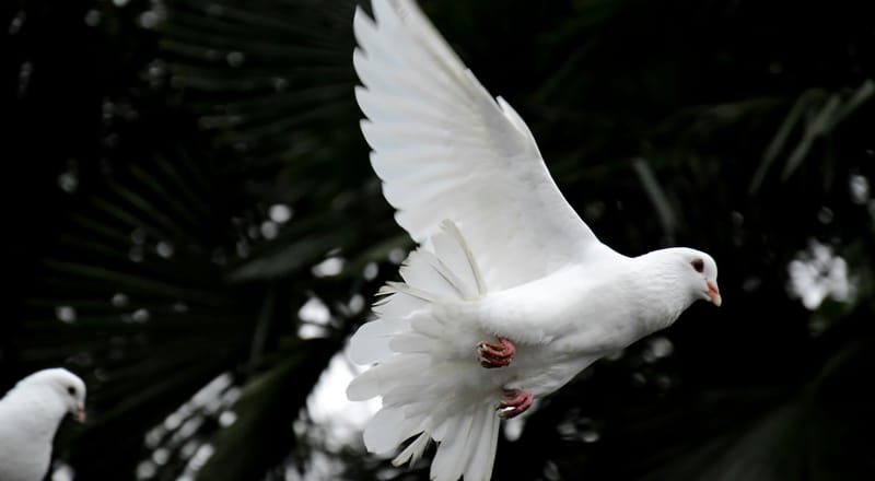 Salvation Truths (2) – Quickened by the Holy Spirit