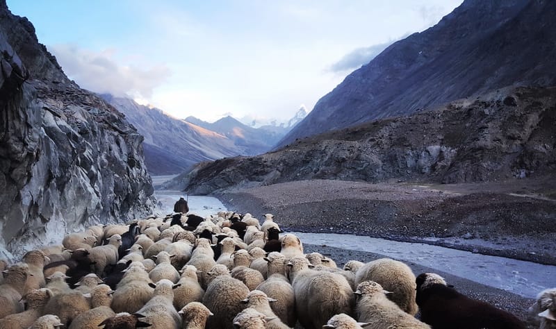I am the Good Shepherd
