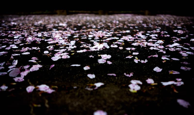Rose Petals On Grass