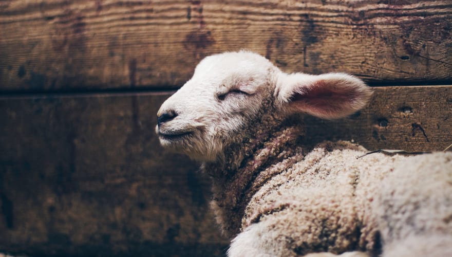 Understanding Sacrifice