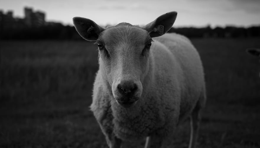 The Lord is my Shepherd