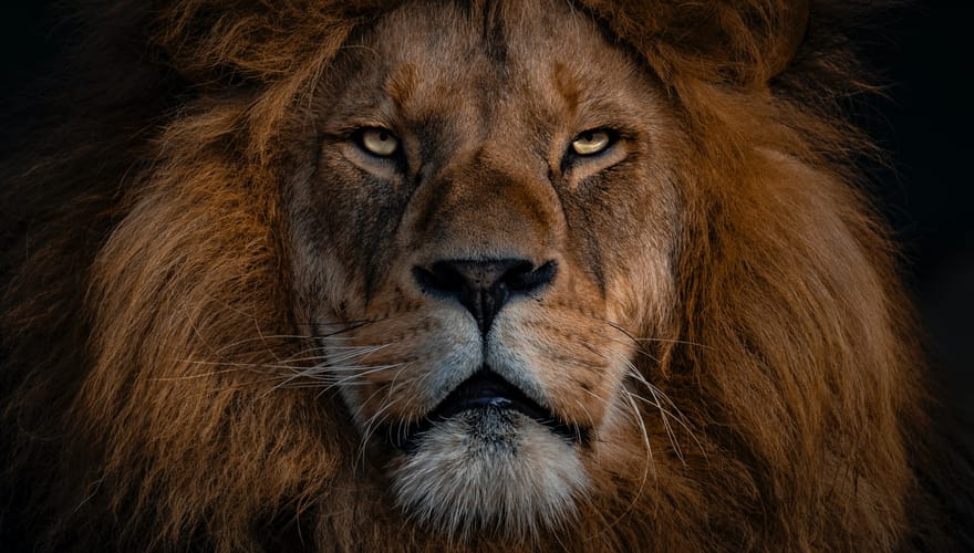 Daniel : Kings and Beasts