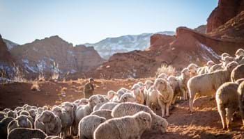 The Shepherds You Follow