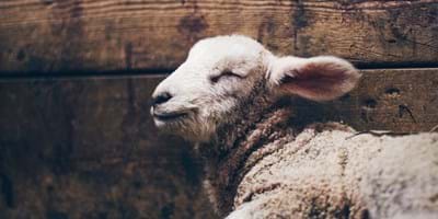 Understanding Sacrifice