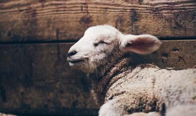 Understanding Sacrifice
