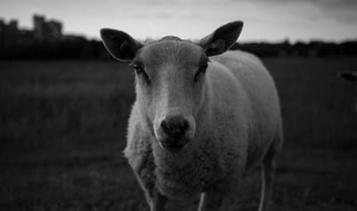 The Lord is my Shepherd