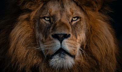 Daniel : Kings and Beasts