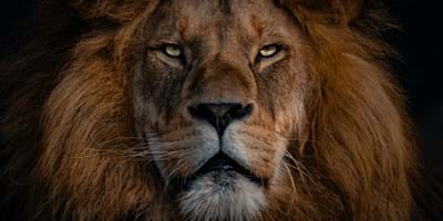 Daniel | Kings and Beasts