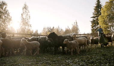 I AM – The Good Shepherd