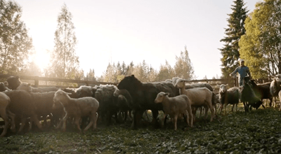 I AM – The Good Shepherd