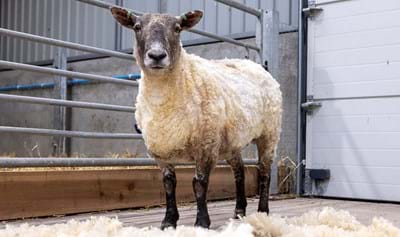 Britain’s Loneliest Sheep