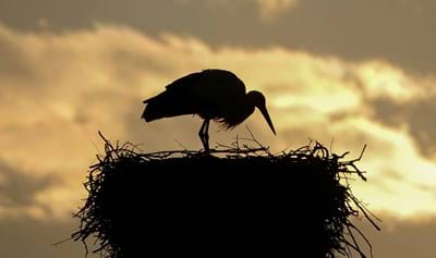 The Holy Spirit In Genesis And Beyond
