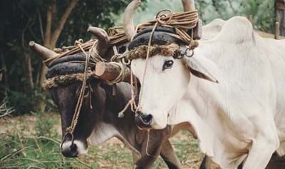 Ready For a King (2) – Religion Or Relationship?